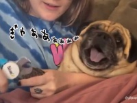 この世の終わりみがすごい！爪切りで絶叫する犬（要音声）