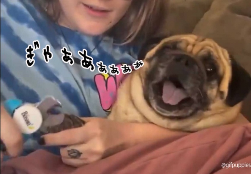 この世の終わりみがすごい！爪切りで絶叫する犬（要音声）