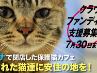 猫カフェブランのプレスリリース画像