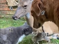 セロトニン誘発動画。猫と子猫と鹿と犬がお互いにいたわり合うやさしい世界