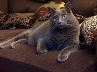 前の飼い主が置いていった猫が、今の飼い主の猫になるまでの物語