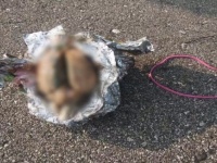 漂着ミステリー。アルミホイルに包まれた脳そっくりの物体が沿岸で発見される。その正体は？（アメリカ）