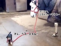 自分の体の何十倍もあるモノを盗み出そうとした犬。そして作戦成功！