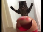 猫パンチを何度くらっても笑顔でいるアンパンマンが面白いと海外で話題沸騰！