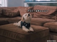大好きな仲間の犬を失った翌日、悲しみの声を上げる犬の姿に心が張り裂けそうになる