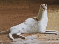 写真で遺伝子組み換え的な。愛猫の写真を切り貼りして新たなるペットを生み出すフォトモンタージュ