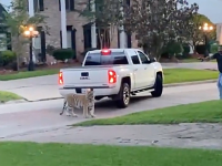 ペットとして飼育されていたトラが逃走、現在も行方不明（アメリカ）