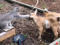 ボクってホントは山羊だった？農場に迷い込んだ子猫、山羊といっしょに過ごすうちにだんだん行動が山羊化してきた件