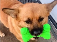 犬がお店でいつも同じおもちゃを選ぶ理由にじんわりほっこり
