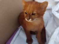 イエネコかと思ったらジャガランティ！死んだ母親のそばにいた２匹の子猫を保護してびっくり（アルゼンチン）