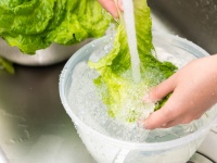 劣化しやすいレタスは爪楊枝3本で長持ちする