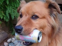欲しいものは自分で稼ぐ犬。ポイ捨てされた資源ゴミを拾い集めて収入を得る