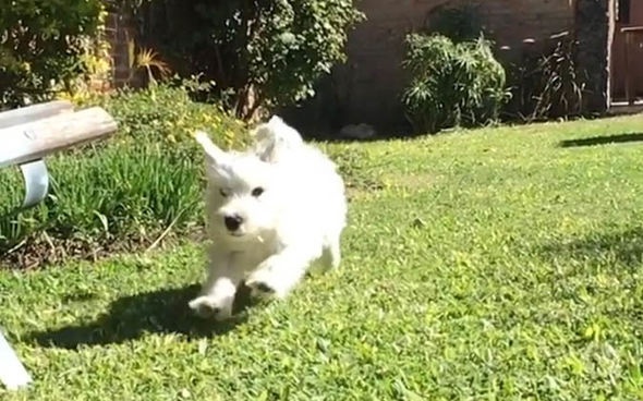 ウエストハイランドホワイトテリア