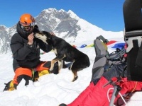 犬界初か。登山隊にくっついて、ヒマラヤにある山を登った犬のメラ（※追記あり）