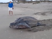 ウミガメ先輩でかいっす！海岸で休んでいたオサガメが海に戻っていく姿がでかい！