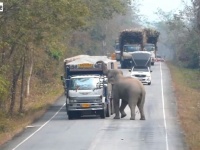 「今ここ検問中だから！」タイではゾウがトラックを止めて積み荷を検査するらしい