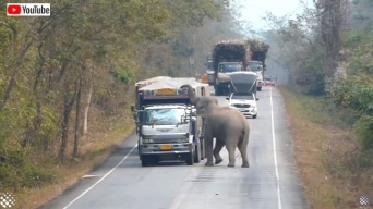 「今ここ検問中だから！」タイではゾウがトラックを止めて積み荷を検査するらしい