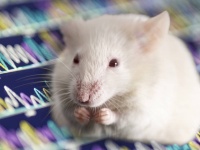 磁気で脳を刺激するだけで、マウスをマインドコントロールすることに成功