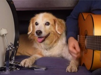 犬の名ドラマー、飼い主のギターに合わせて笑顔で演奏