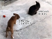 ウサギさん、こうですか？ウサギの跳びをウサギに習いたい犬