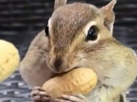 四次元頬っぺたは今日も健在。リスのお食事シーンがとってもナイス