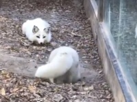 キツネの錯乱。目の前にいた仲間のキツネが消えた？ん？んん？