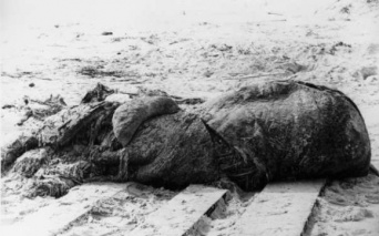 巨大タコ？クジラ？浜辺に打ち上げられた謎の巨大肉塊「グロブスター」の正体をめぐる研究者たちの物語（アメリカ・1896年）