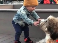 すごい、おっきい、可愛い！犬と初めての接近遭遇をした赤ちゃんの大興奮ぶりがプライスレス