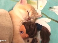 あったかくしていい夢見てね！人形をしっかり抱っこしておねむな子猫が可愛すぎる