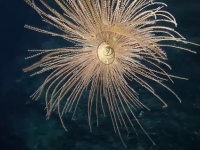 深海に開く水中花火かな。クルクルと螺旋を描く優美なサンゴの映像