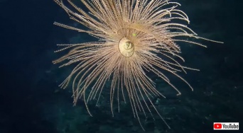 深海に開く水中花火かな。クルクルと螺旋を描く優美なサンゴの映像