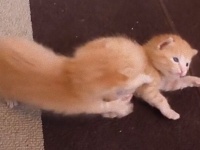 茶トラ猫、はじめてのあんよ。6匹の子猫ズ、一生懸命歩く練習をしているよ