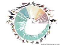 10年かけた大規模研究で最大かつ詳細な鳥類の系統樹が明らかに