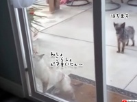 大きな窓を必死で開ける猫、ひたすら待つ犬