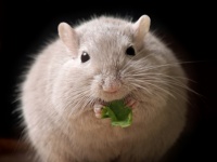 痩せたいなら立った方がいい。体内体重計のように働く生体メカニズムが発見される。（スウェーデン研究）