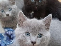 赤ちゃん猫から子猫へ。猫の10週間はとても早く、大切なものがたくさん詰まっていた