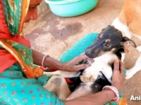 Animal Aid～交通事故に遭って動けなくなった子犬、運動障害を克服して元気を取り戻す