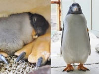 6月5日、ふ化した（左）ペンギンが、8月24日、こんなに大きくなりました（右）。写真はすべて「おたる水族館」提供