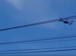 マジか！　◯◯を抱えて飛ぶドローンを発見！