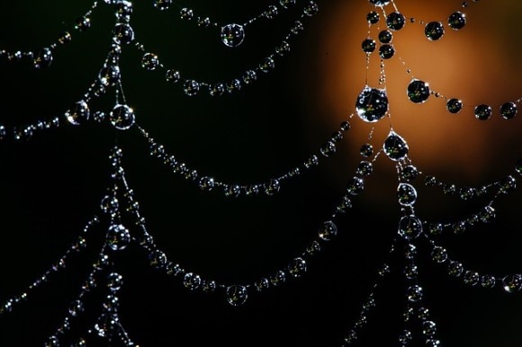 spider-web-2732247_640_e