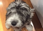 【ウソだろ？】「コカ◯◯◯！？」と話しているように聞こえる犬www