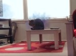 瞬間移動する“猫”登場！？　『ナイトクローラー・キャット』がカッコいい