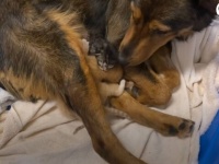 ガソリンスタンドで保護された母犬、早産で失った子供たちの代わりに子猫ズの養い親となる