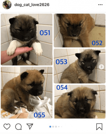 インスタグラム：ダレノガレ明美(@darenogare.akemi)より