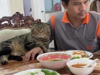 「猫に夫を奪われました」そう語る妻の嘆きを証拠写真と共にご覧ください