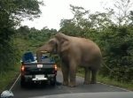 「はい荷物検査しまーす！」ゾウがトラックの荷台の荷物をチェック。