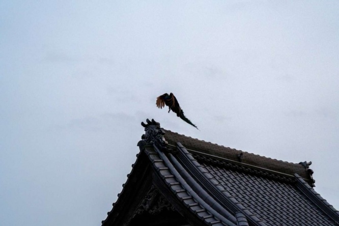 飛び立つ（画像提供：たけ / Photographer(＠Atsushi_Takeoka)さん）