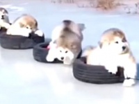 もっと、もっと見たくなる！もこもこマラミュートの赤ちゃんズ再び