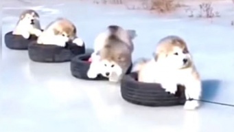 もっと、もっと見たくなる！もこもこマラミュートの赤ちゃんズ再び