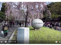 画像はウェザーニューズのホームページより。お花見VRの上野恩賜公園編をキャプチャ
